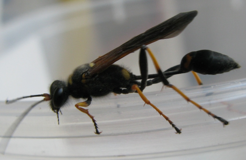 Sceliphron caementarium